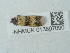  ( - NHMUK013697090)  @11 [ ] Unspecified (default): All Rights Reserved  Unspecified Unspecified