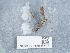  ( - NHMUK013698607)  @11 [ ] Unspecified (default): All Rights Reserved  Unspecified Unspecified