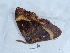  ( - NHMUK013698768)  @11 [ ] Unspecified (default): All Rights Reserved  Unspecified Unspecified