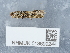  ( - NHMUK013699244)  @11 [ ] Unspecified (default): All Rights Reserved  Unspecified Unspecified
