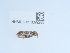  ( - NHMUK013699285)  @11 [ ] Unspecified (default): All Rights Reserved  Unspecified Unspecified