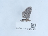  ( - NHMUK013699286)  @11 [ ] Unspecified (default): All Rights Reserved  Unspecified Unspecified