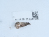  ( - NHMUK013699388)  @11 [ ] Unspecified (default): All Rights Reserved  Unspecified Unspecified