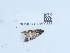  ( - NHMUK013699388)  @11 [ ] Unspecified (default): All Rights Reserved  Unspecified Unspecified