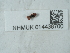  ( - NHMUK014438700)  @11 [ ] Unspecified (default): All Rights Reserved  Unspecified Unspecified