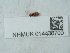  ( - NHMUK014438700)  @11 [ ] Unspecified (default): All Rights Reserved  Unspecified Unspecified