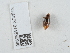  ( - NHMUK014536938)  @11 [ ] Unspecified (default): All Rights Reserved  Unspecified Unspecified