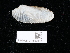  ( - NHMUK014562546)  @11 [ ] Unspecified (default): All Rights Reserved  Unspecified Unspecified