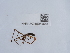  ( - NHMUK015054584)  @11 [ ] Unspecified (default): All Rights Reserved  Unspecified Unspecified