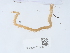  ( - NHMUK015059731)  @11 [ ] Unspecified (default): All Rights Reserved  Unspecified Unspecified