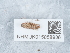  (Porcellionides cingendus - NHMUK015059936)  @11 [ ] Unspecified (default): All Rights Reserved  Unspecified Unspecified