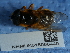  ( - NHMUK015060449)  @11 [ ] Unspecified (default): All Rights Reserved  Unspecified Unspecified