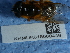  ( - NHMUK015060449)  @11 [ ] Unspecified (default): All Rights Reserved  Unspecified Unspecified
