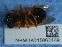  ( - NHMUK015060449)  @11 [ ] Unspecified (default): All Rights Reserved  Unspecified Unspecified