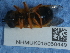  ( - NHMUK015060449)  @11 [ ] Unspecified (default): All Rights Reserved  Unspecified Unspecified