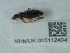  ( - NHMUK015112404)  @11 [ ] Unspecified (default): All Rights Reserved  Unspecified Unspecified