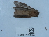  (Korscheltellus fusconebulosus - NHMUK015209898)  @11 [ ] Unspecified (default): All Rights Reserved  Unspecified Unspecified