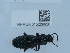  ( - NHMUK015209926)  @11 [ ] Unspecified (default): All Rights Reserved  Unspecified Unspecified
