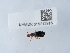  ( - NHMUK015212916)  @11 [ ] Unspecified (default): All Rights Reserved  Unspecified Unspecified