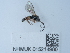  ( - NHMUK015214980)  @11 [ ] Unspecified (default): All Rights Reserved  Unspecified Unspecified