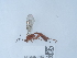  (Netelia dilatata - NHMUK015214982)  @11 [ ] Unspecified (default): All Rights Reserved  Unspecified Unspecified