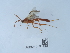  ( - NHMUK015214984)  @11 [ ] Unspecified (default): All Rights Reserved  Unspecified Unspecified