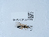  (Smicroplectrus nigricornis - NHMUK015215002)  @11 [ ] Unspecified (default): All Rights Reserved  Unspecified Unspecified