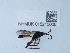  ( - NHMUK015215006)  @11 [ ] Unspecified (default): All Rights Reserved  Unspecified Unspecified
