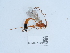  ( - NHMUK015215206)  @11 [ ] Unspecified (default): All Rights Reserved  Unspecified Unspecified
