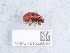 ( - NHMUK015550093)  @11 [ ] Unspecified (default): All Rights Reserved  Unspecified Unspecified