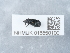  ( - NHMUK015550100)  @11 [ ] Unspecified (default): All Rights Reserved  Unspecified Unspecified