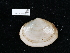  ( - NHMUK015556903)  @11 [ ] Unspecified (default): All Rights Reserved  Unspecified Unspecified