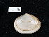 ( - NHMUK015556903)  @11 [ ] Unspecified (default): All Rights Reserved  Unspecified Unspecified