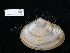  ( - NHMUK015556904)  @11 [ ] Unspecified (default): All Rights Reserved  Unspecified Unspecified