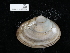  ( - NHMUK015556904)  @11 [ ] Unspecified (default): All Rights Reserved  Unspecified Unspecified