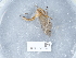  ( - NHMUK015556962)  @11 [ ] Unspecified (default): All Rights Reserved  Unspecified Unspecified