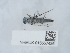  ( - NHMUK015557426)  @11 [ ] Unspecified (default): All Rights Reserved  Unspecified Unspecified