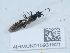  (Cephus pygmaeus - NHMUK015931821)  @11 [ ] Unspecified (default): All Rights Reserved  Unspecified Unspecified