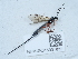  ( - NHMUK015931832)  @11 [ ] Unspecified (default): All Rights Reserved  Unspecified Unspecified