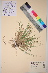  ( - TROM_V_100852_sg)  @11 [ ] CreativeCommons - Attribution Non-Commercial Share-Alike (2017) Unspecified Tromsø University Museum