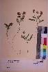  ( - TROM_V_102956_sg)  @11 [ ] CreativeCommons - Attribution Non-Commercial Share-Alike (2018) Unspecified Tromsø University Museum