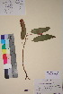  ( - TROM_V_111977_sg)  @11 [ ] CreativeCommons - Attribution Non-Commercial Share-Alike (2018) Unspecified Tromsø University Museum