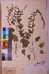  ( - TROM_V_112140_sg)  @11 [ ] CreativeCommons - Attribution Non-Commercial Share-Alike (2018) Unspecified Tromsø University Museum