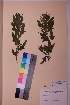  ( - TROM_V_112157_sg)  @11 [ ] CreativeCommons - Attribution Non-Commercial Share-Alike (2018) Unspecified Tromsø University Museum