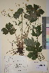  (Ranunculus lanuginosus - TROM_V_112445_sg)  @11 [ ] CreativeCommons - Attribution Non-Commercial Share-Alike (2018) Unspecified Tromsø University Museum