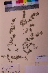  ( - TROM_V_113658_sg)  @11 [ ] CreativeCommons - Attribution Non-Commercial Share-Alike (2018) Unspecified Tromsø University Museum
