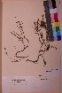  ( - TROM_V_113700_sg)  @11 [ ] CreativeCommons - Attribution Non-Commercial Share-Alike (2018) Unspecified Tromsø University Museum