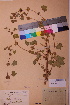  ( - TROM_V_114548_sg)  @11 [ ] CreativeCommons - Attribution Non-Commercial Share-Alike (2018) Unspecified Tromsø University Museum