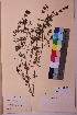  (Cuscuta australis - TROM_V_115478_sg)  @11 [ ] CreativeCommons - Attribution Non-Commercial Share-Alike (2018) Unspecified Tromsø University Museum