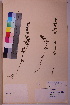  (Odontites litoralis - TROM_V_117196_sg)  @11 [ ] CreativeCommons - Attribution Non-Commercial Share-Alike (2018) Unspecified Tromsø University Museum
